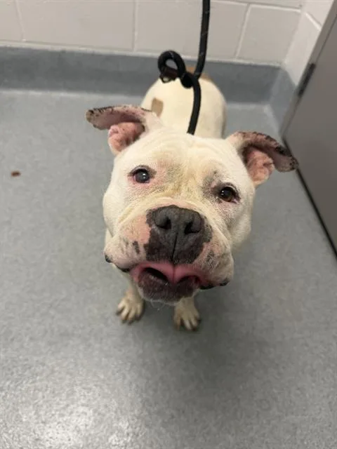An adult medium-sized female American Bulldog dog named Wanda for adoption in Indianapolis, IN