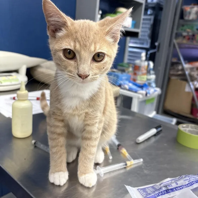 A baby small-sized male Orange / Red Domestic Short Hair cat named Billy for adoption in Oak Hill, WV