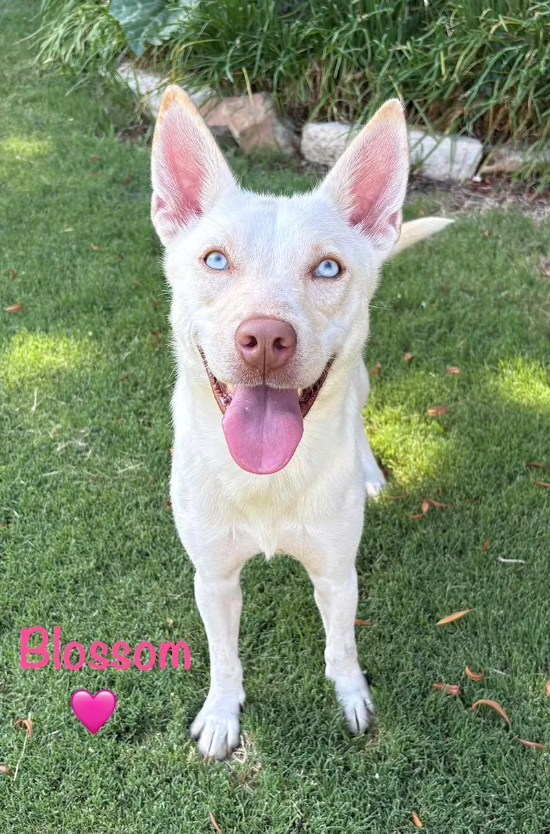 A young medium-sized female Husky dog named Bloom for adoption in Lavon, TX