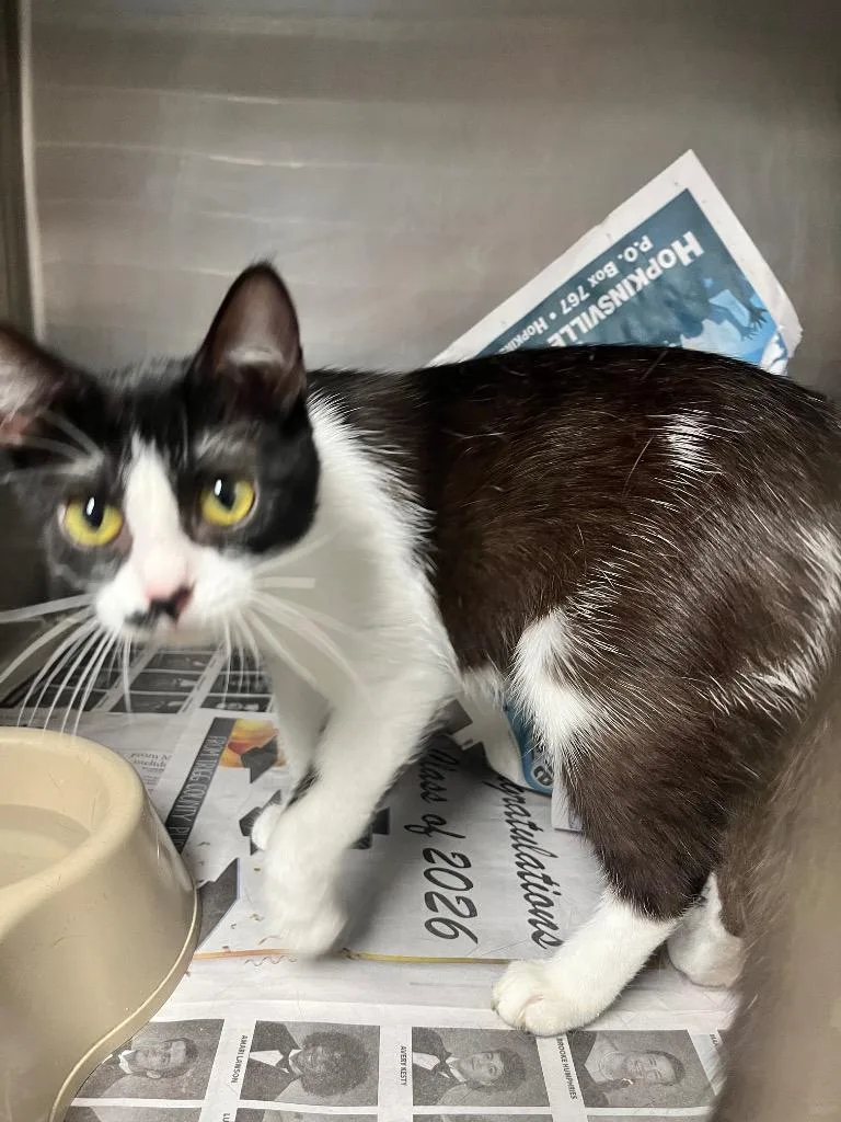 A young large-sized female Domestic Short Hair cat named Delores for adoption in Hopkinsville, KY