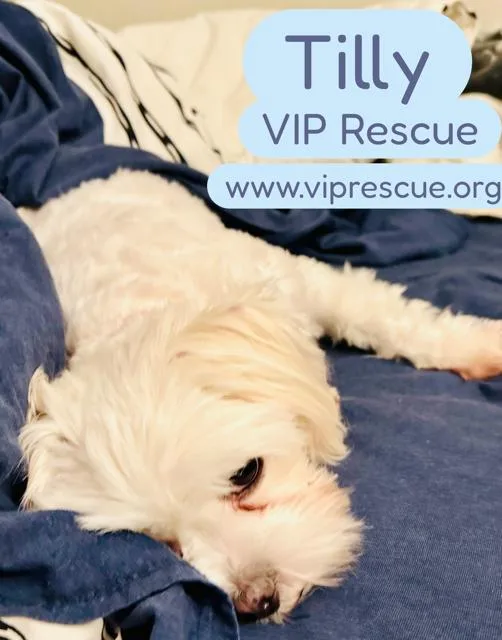 Tilly  St Peterburg thumbnail 3