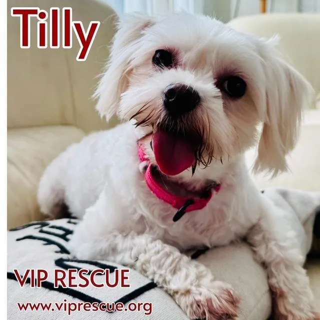 Tilly  St Peterburg thumbnail 4