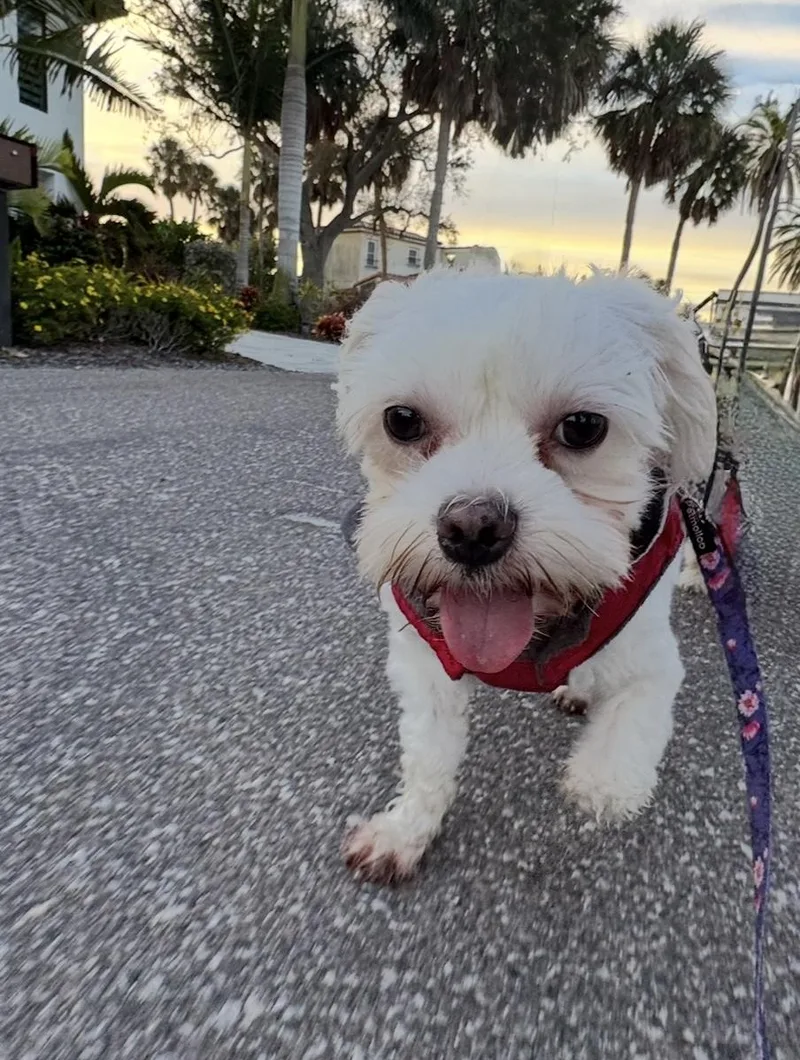 Tilly  St Peterburg thumbnail 5