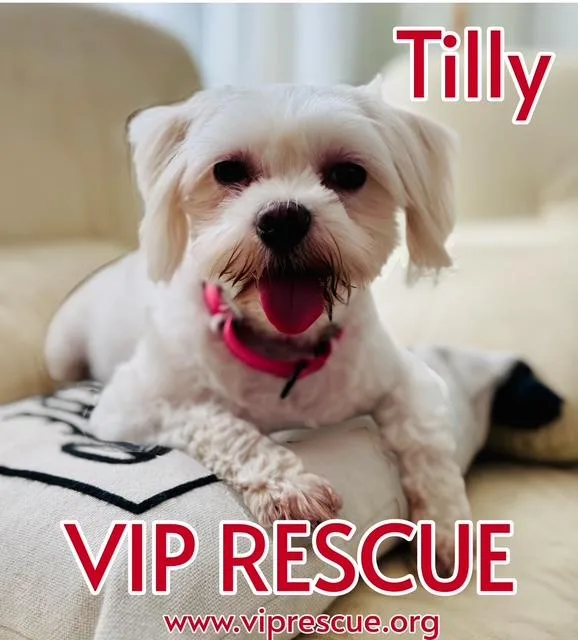 An adult small-sized female White / Cream Maltese dog named Tilly  St Peterburg for adoption in Redington Beach, FL