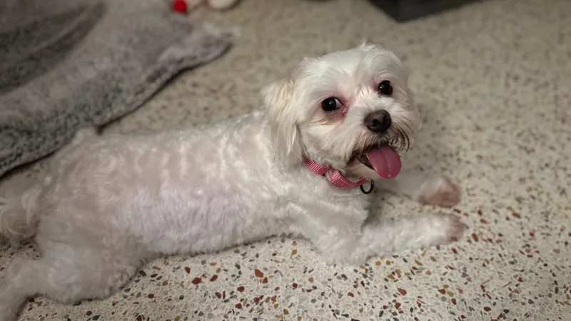 Tilly  St Peterburg thumbnail 6