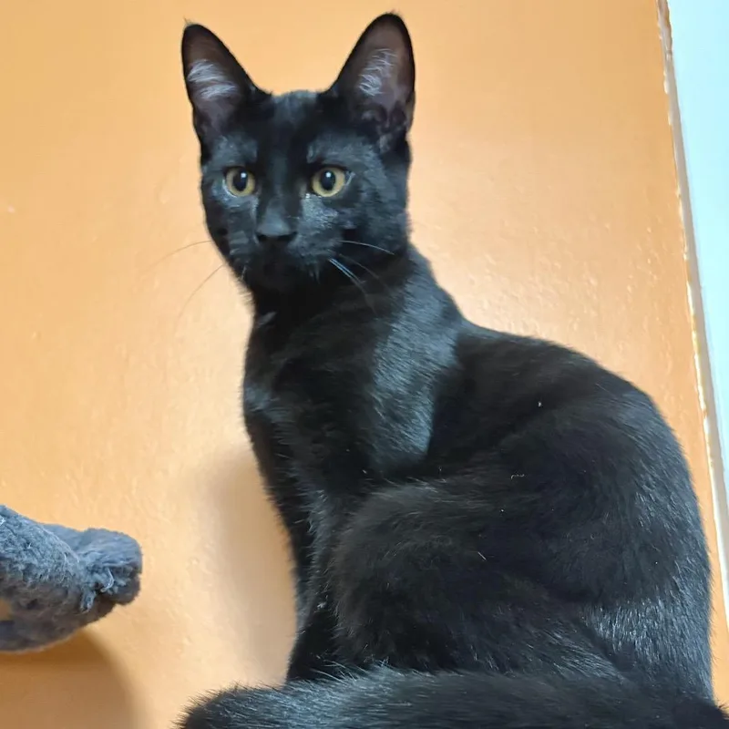 A baby medium-sized male Black Domestic Short Hair cat named Trey for adoption in Springfield, OR