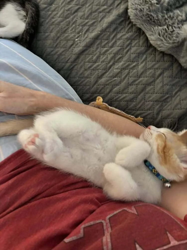A baby medium-sized male Orange & White Tabby cat named Harry for adoption in Richardson, TX