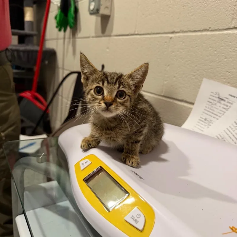 A baby small-sized male Domestic Short Hair cat named Sweet. T for adoption in Smithville, TN