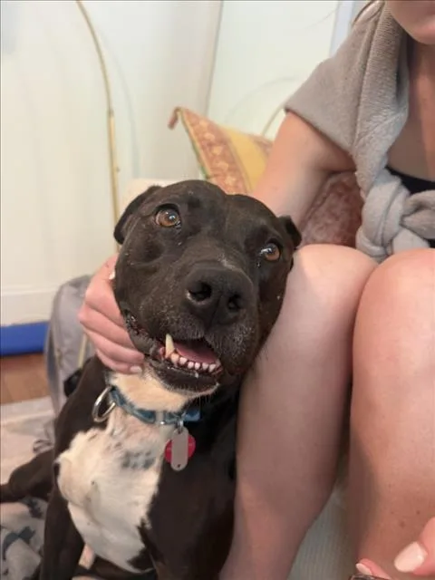 An adult medium-sized male Pit Bull Terrier dog named Dragon for adoption in Chapel Hill, NC