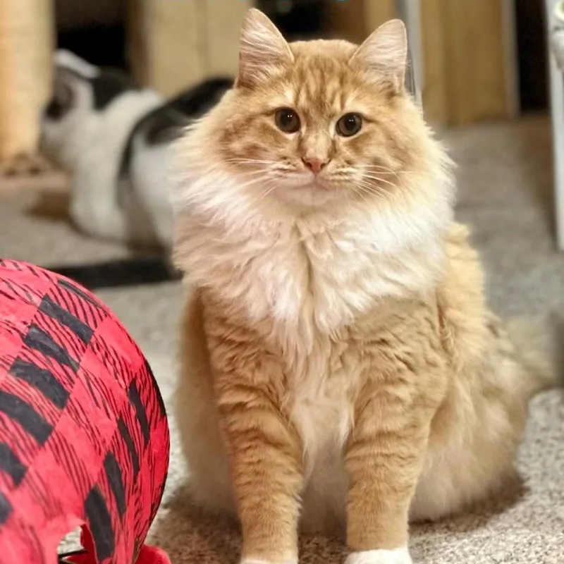 A young large-sized male Domestic Long Hair cat named Blaze for adoption in Newark, NJ