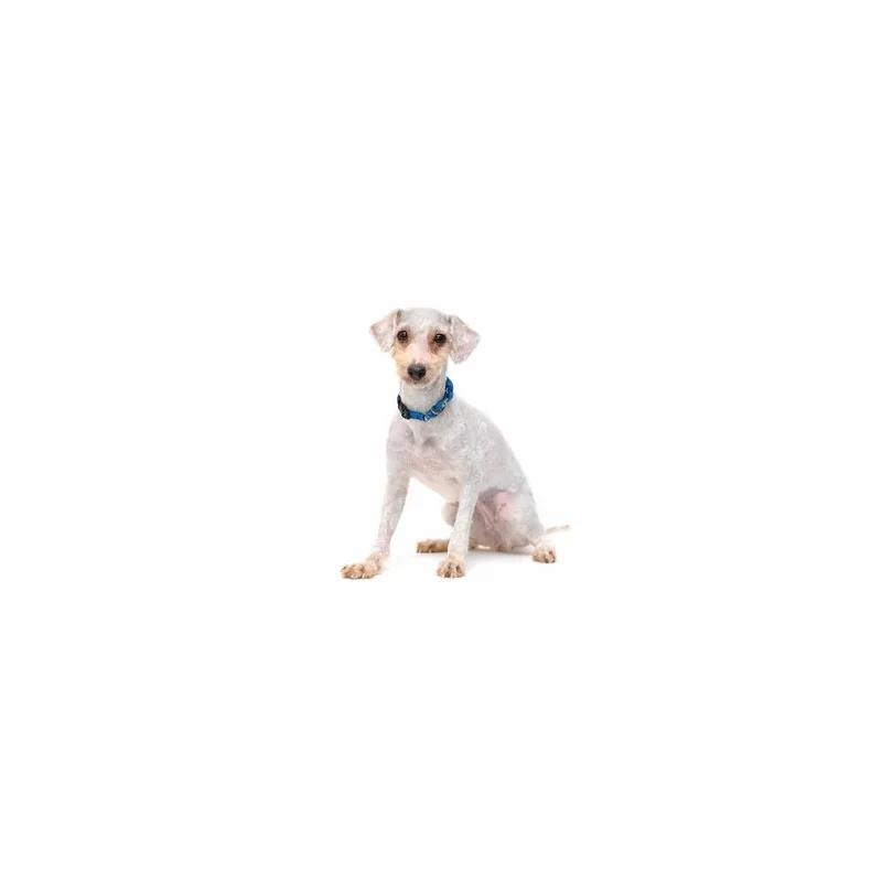 A young small-sized female White / Cream Mixed Breed dog named Janice for adoption in Playa Vista, CA