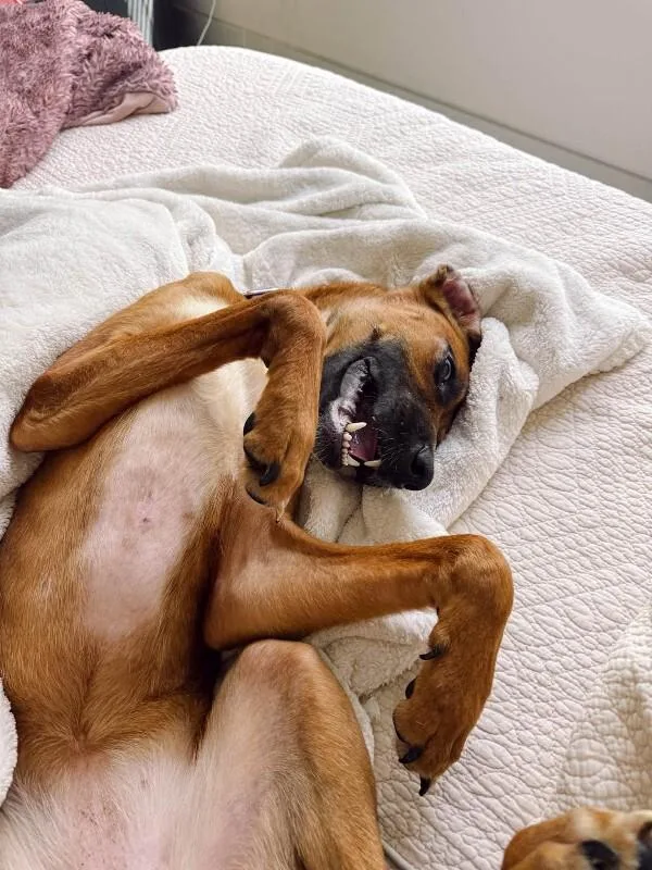 An adult large-sized female Brown / Chocolate Mixed Breed dog named Dixie for adoption in Cincinnati, OH