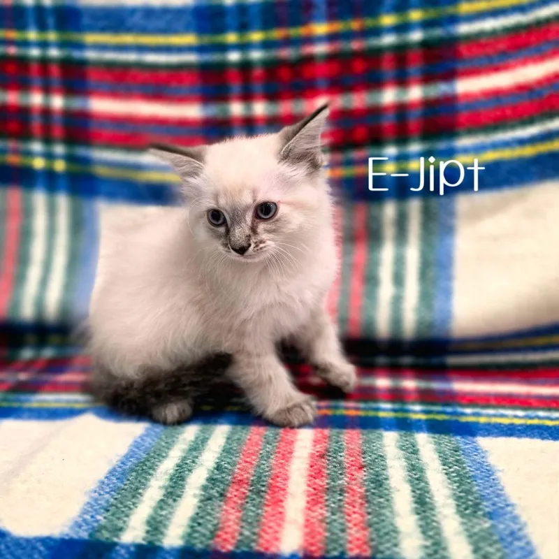 A baby small-sized female Siamese cat named EJipt for adoption in Parkersburg, WV