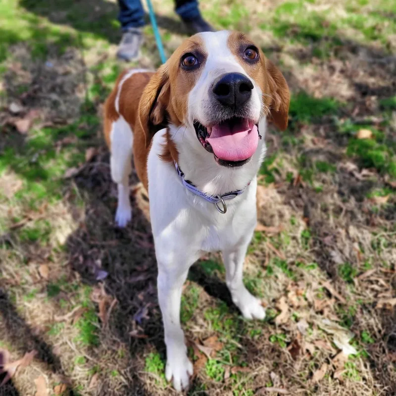 An adult medium-sized male Red / Chestnut / Orange Mixed Breed dog named Ernest for adoption in Fredericksburg, VA