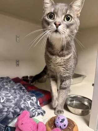 An adult medium-sized male Domestic Short Hair cat named Shippo for adoption in East Brookfield, MA