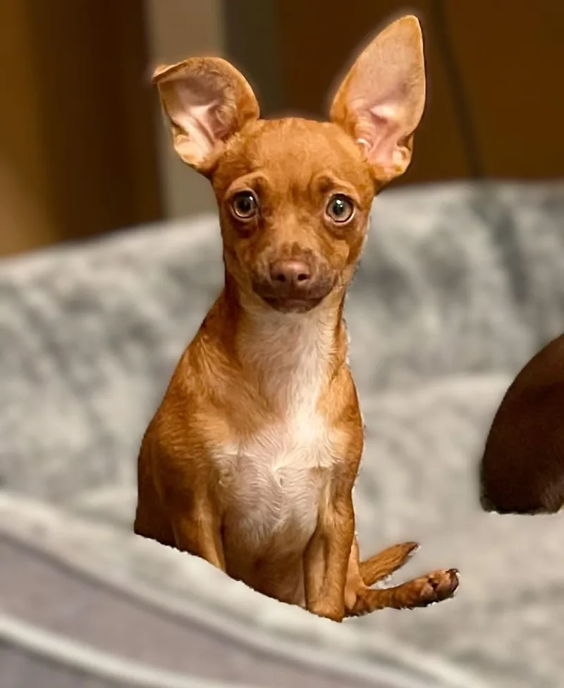 A baby small-sized female Apricot / Beige Chihuahua dog named Petal for adoption in Dallas, TX