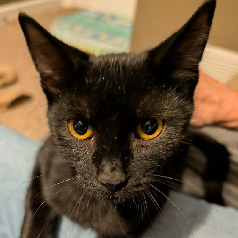 A baby medium-sized male Black Domestic Short Hair cat named Night Fury for adoption in Memphis, TN