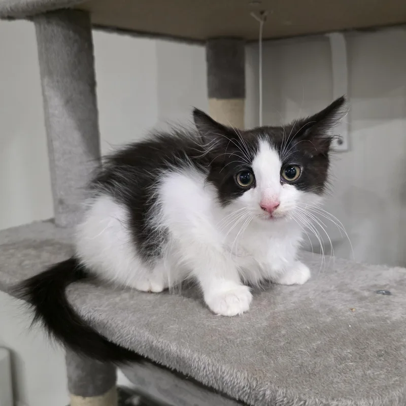 A baby medium-sized male Domestic Long Hair cat named Lucien for adoption in Moriches, NY
