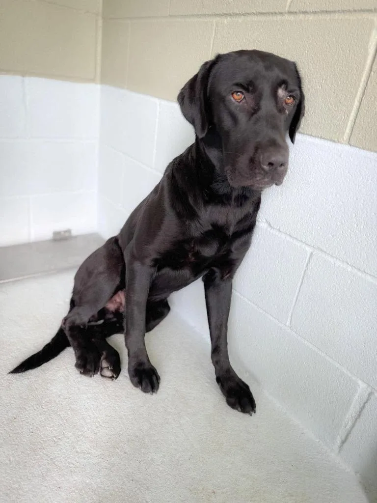 An adult large-sized male Labrador Retriever dog named Blade for adoption in Austin, TX