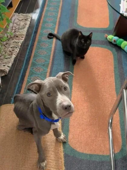 An adult medium-sized female Mixed Breed dog named Alma for adoption in West Chester, PA