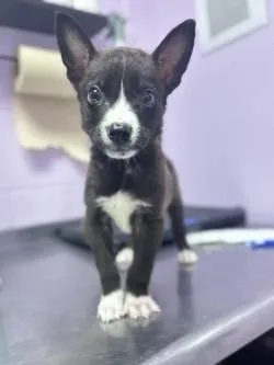 A young small-sized male Black Mixed Breed dog named Chavalino for adoption in El Paso, TX