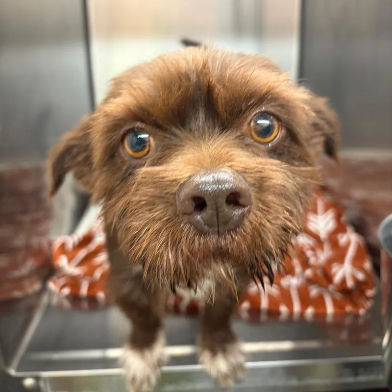 An adult small-sized male Brown / Chocolate Mixed Breed dog named Pepe for adoption in Lake Jackson, TX