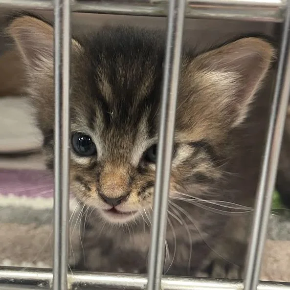 A baby small-sized male Brown / Chocolate Domestic Short Hair cat named Curly for adoption in Port Charlotte, FL