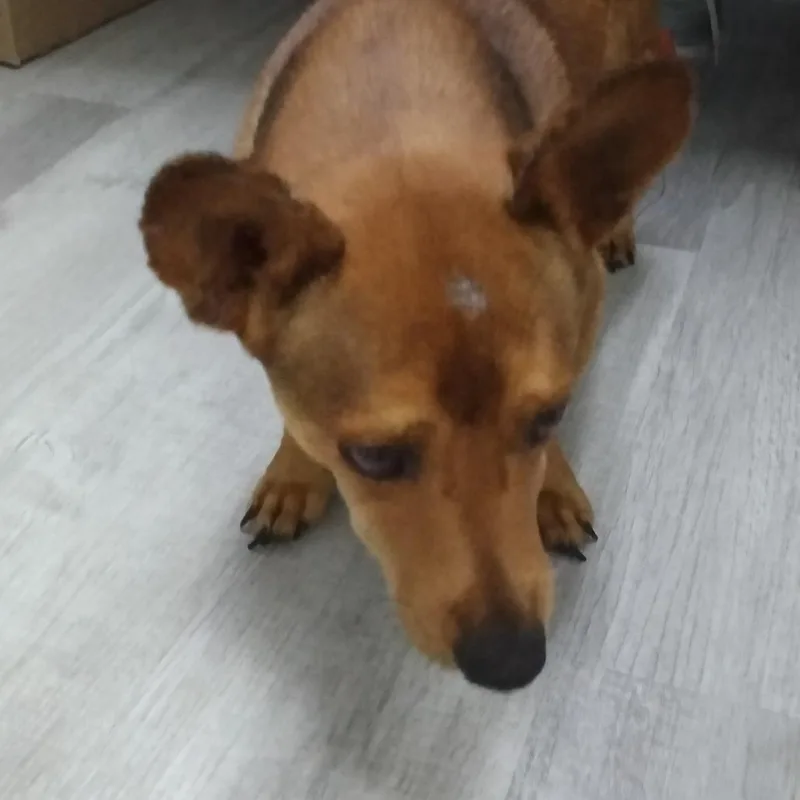 An adult small-sized male Yellow / Tan / Blond / Fawn Chihuahua dog named Dewayne for adoption in Franklin, NC
