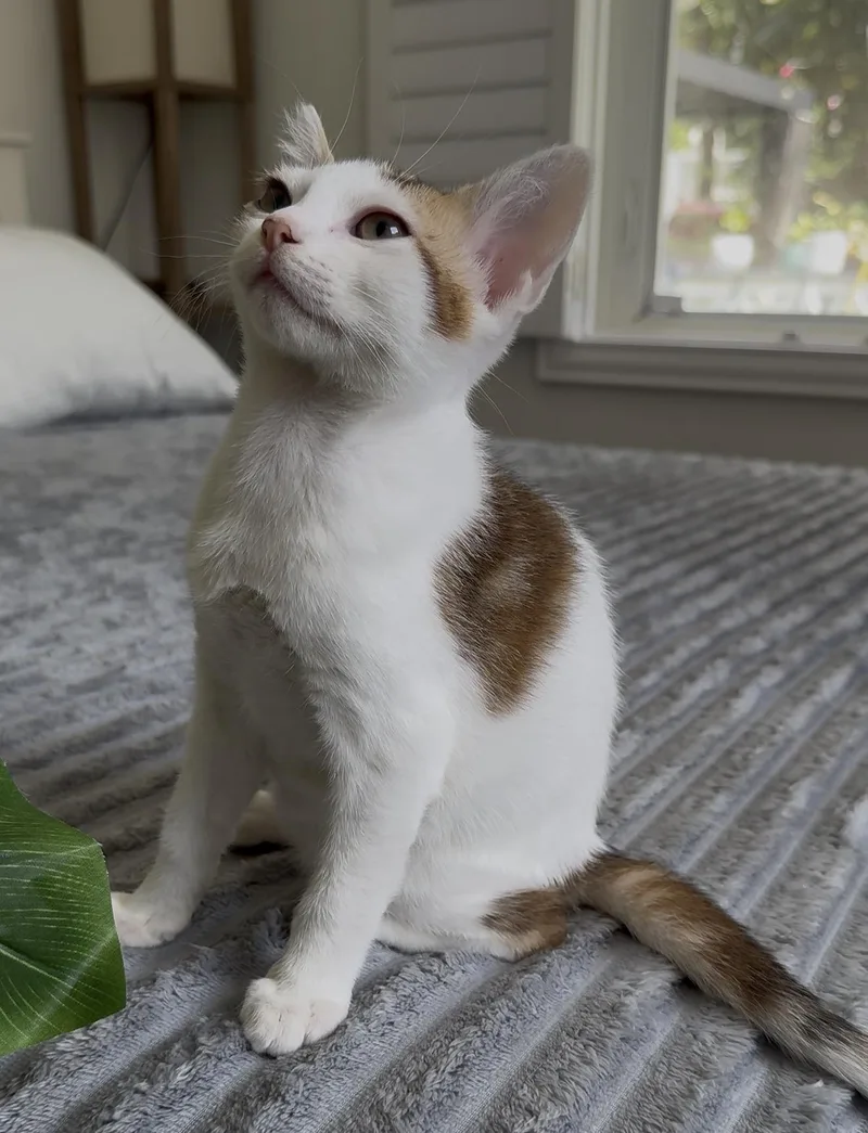 A baby small-sized female Tabby (Leopard / Spotted) Domestic Short Hair cat named Fire  Flick and for adoption in Miami, FL