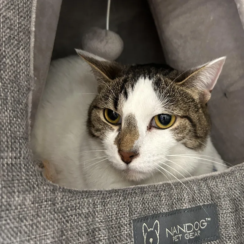 An adult medium-sized male Domestic Short Hair cat named Prometheus for adoption in The Colony, TX