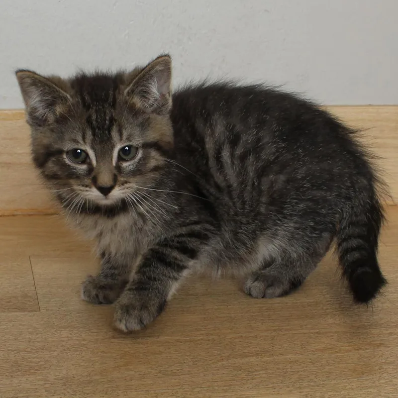 A baby small-sized male Brown / Chocolate Domestic Medium Hair cat named Pool Party C for adoption in Minnetonka, MN