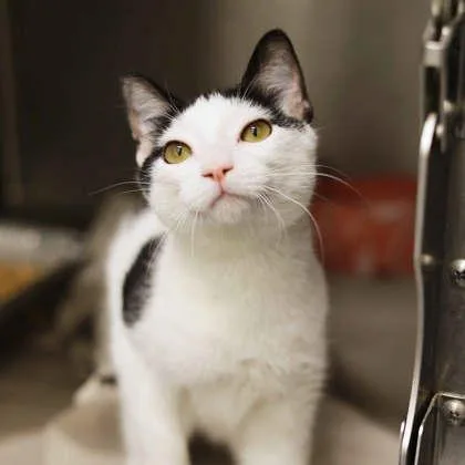 A baby small-sized male Black Domestic Short Hair cat named MooCow for adoption in Atlanta, GA