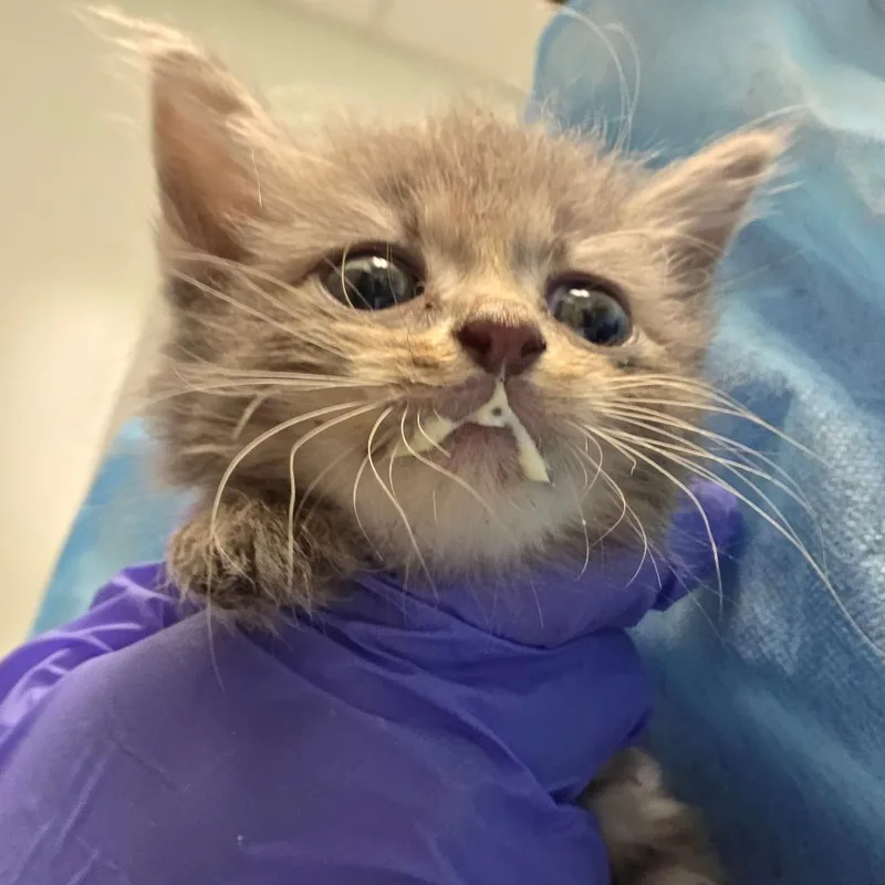 A baby small-sized male Gray / Blue / Silver Domestic Short Hair cat named Skipper for adoption in Chattanooga, TN