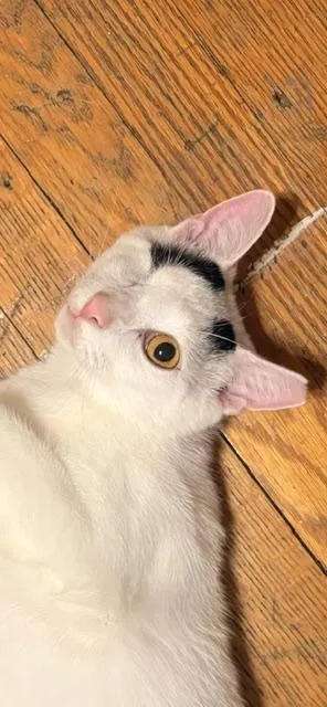 A young medium-sized male Domestic Short Hair cat named Winky for adoption in Fairfax, VA