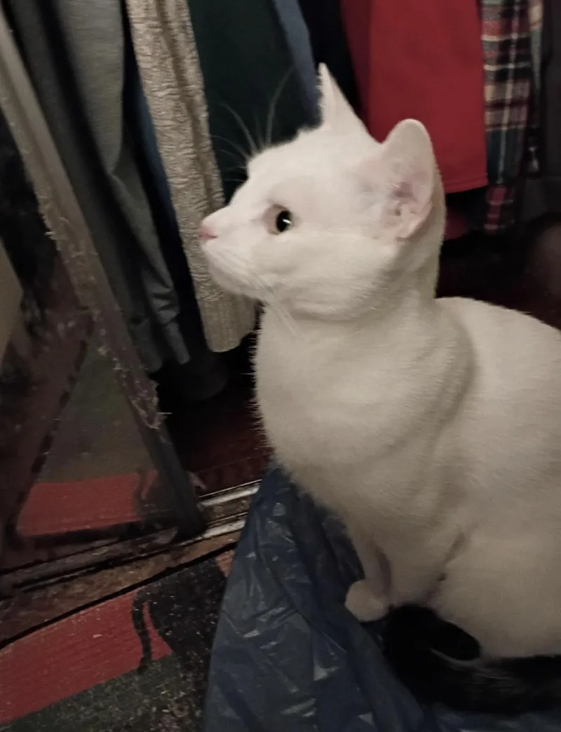 Lily Pad thumbnail 2