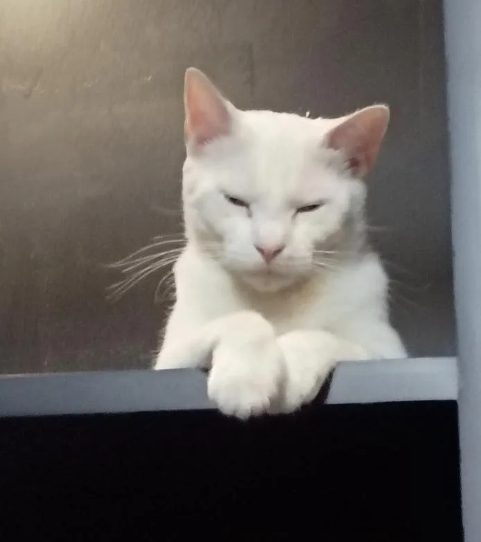 Lily Pad thumbnail 3