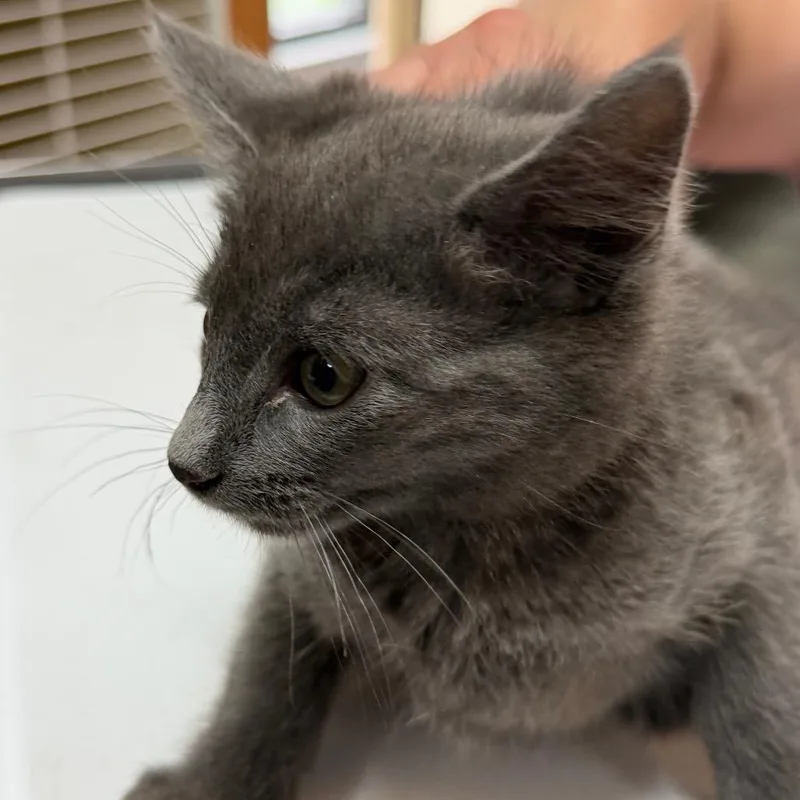 A baby small-sized male Gray / Blue / Silver Domestic Short Hair cat named Cody for adoption in Idaho Falls, ID