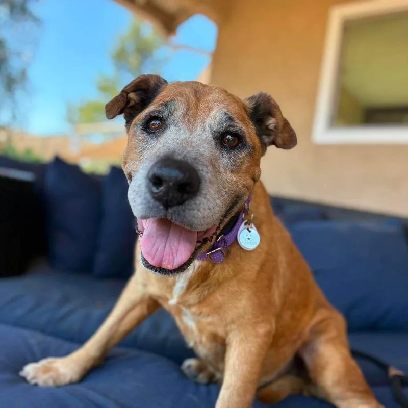 A senior medium-sized male Shepherd dog named Jake for adoption in Ramona, CA