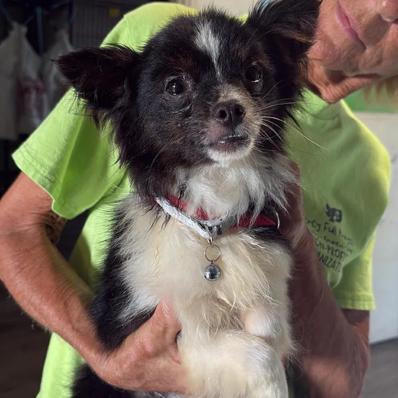 An adult small-sized male Black Chihuahua dog named Yankee for adoption in Tampa, FL