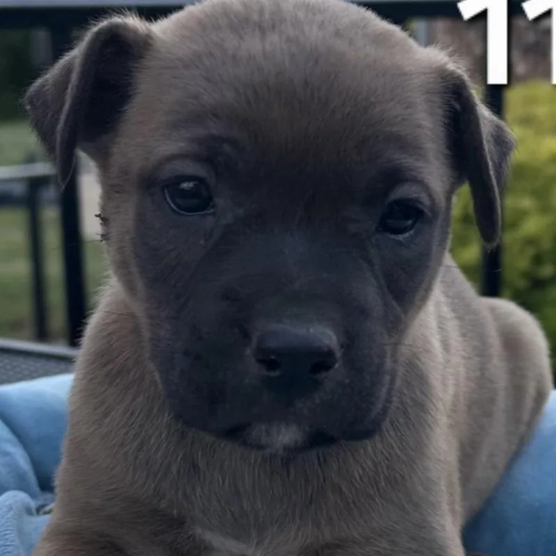 A baby medium-sized male Black Labrador Retriever dog named Liam for adoption in Parma, OH