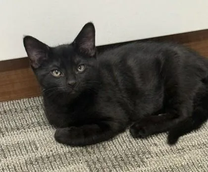 Kittle