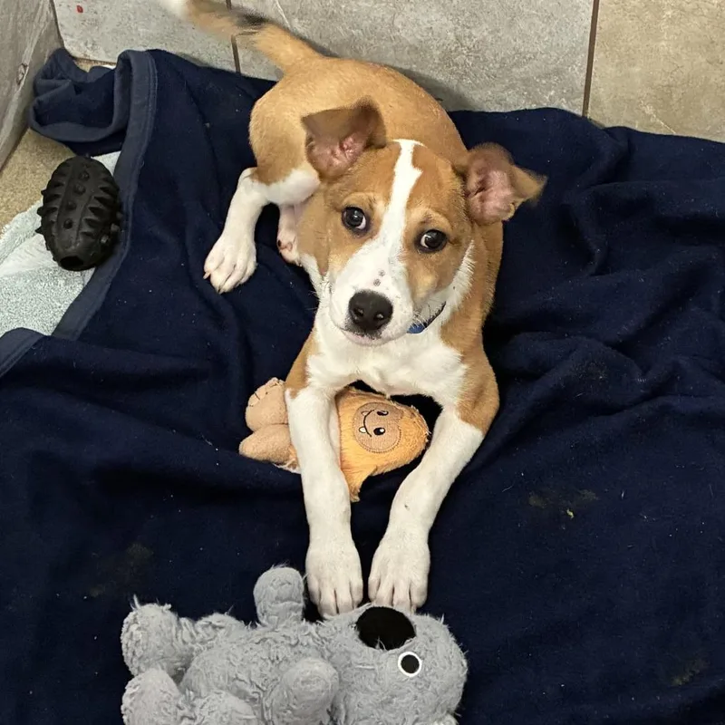A baby medium-sized male Brown / Chocolate Pit Bull Terrier dog named Potato for adoption in South Elgin, IL