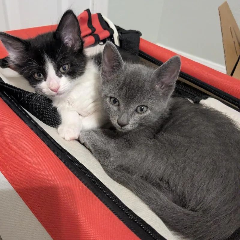 A baby small-sized male Black Domestic Short Hair cat named Jambalaya for adoption in Austin, TX