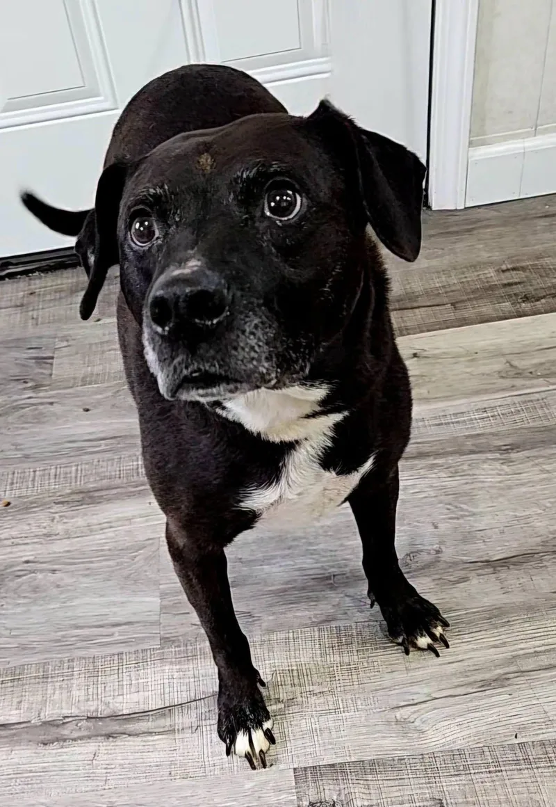 A senior medium-sized male Black Labrador Retriever dog named Tippy for adoption in Hoopeston, IL