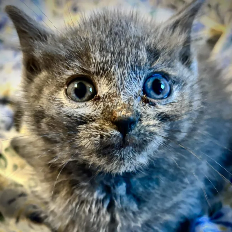 A baby small-sized male Gray / Blue / Silver Domestic Short Hair cat named Thwomp Ruins for adoption in Delaware, OH