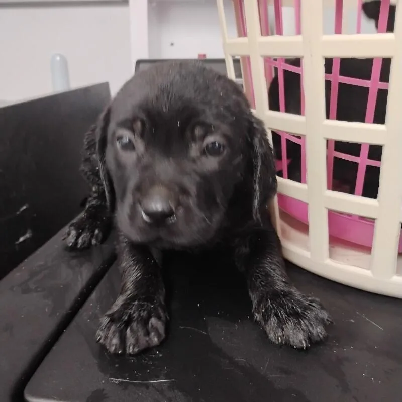 An adult medium-sized male Black Labrador Retriever dog named Jeff for adoption in Paris , TN