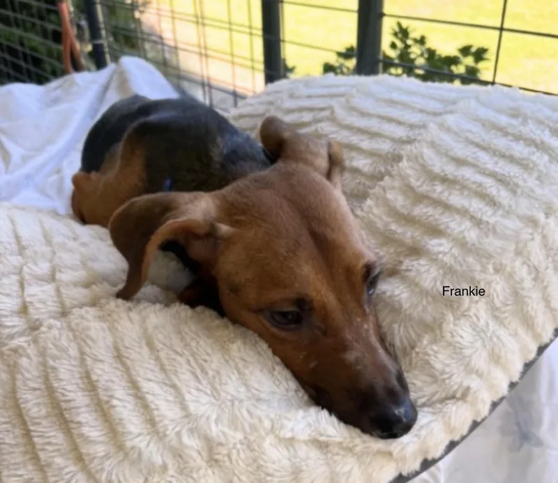 A young small-sized male Chiweenie dog named Frankie Warrenton VA for adoption in Thibodaux, LA