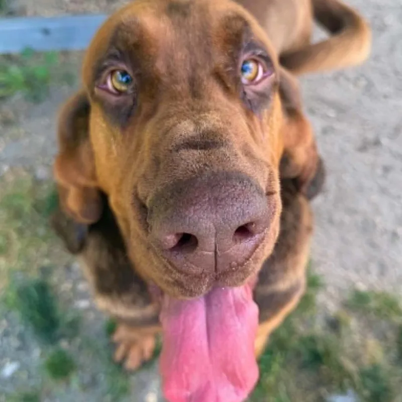 An adult large-sized male Brown / Chocolate Bloodhound dog named Stryder for adoption in Hampton Bays, NY
