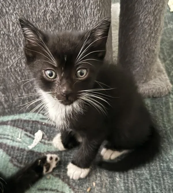 A baby small-sized male Domestic Short Hair cat named Gilbert for adoption in Stratham, NH