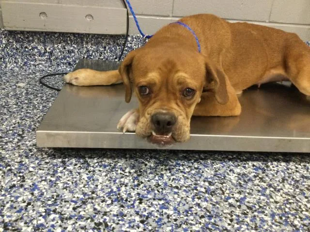 An adult medium-sized female Pit Bull Terrier dog named A for adoption in Thousand Palms, CA